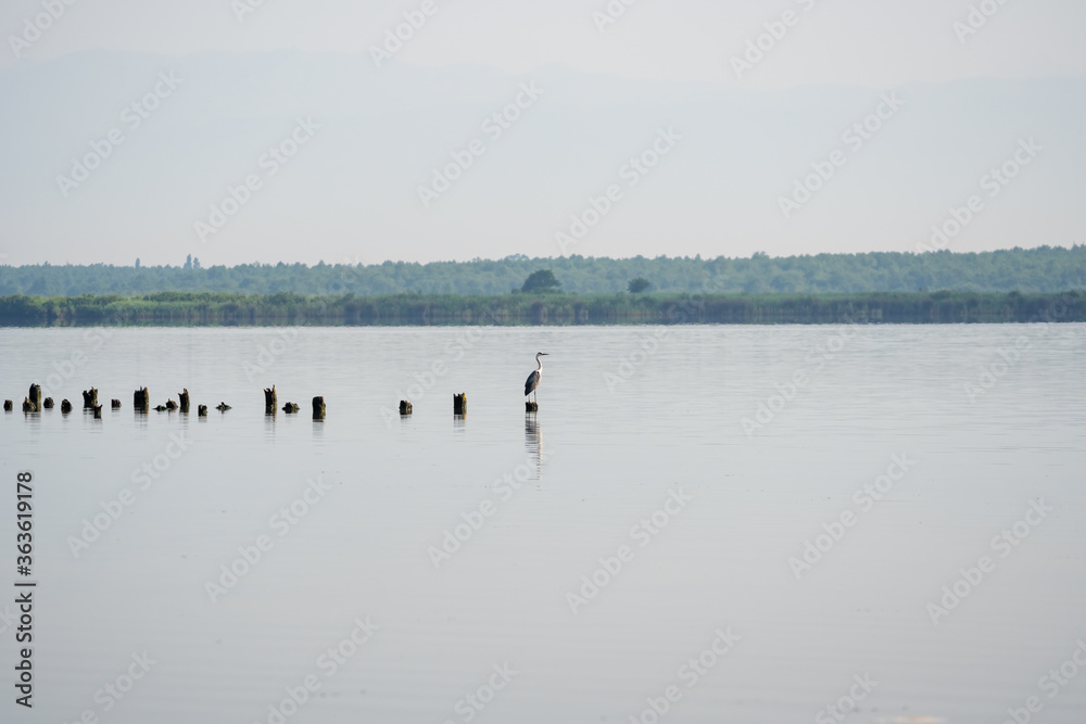 white crane resting on the pillings in the lake Paliastomi, Poti, Georgia