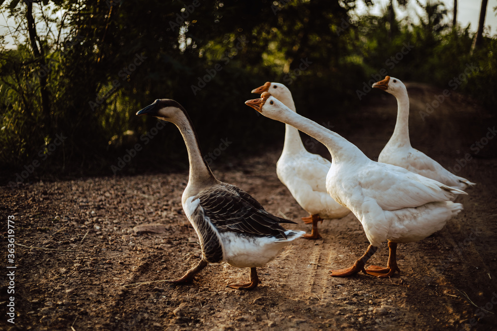 Goose Family Walking in Natural Rice Field Goose Family Walking in Natural Rice Field