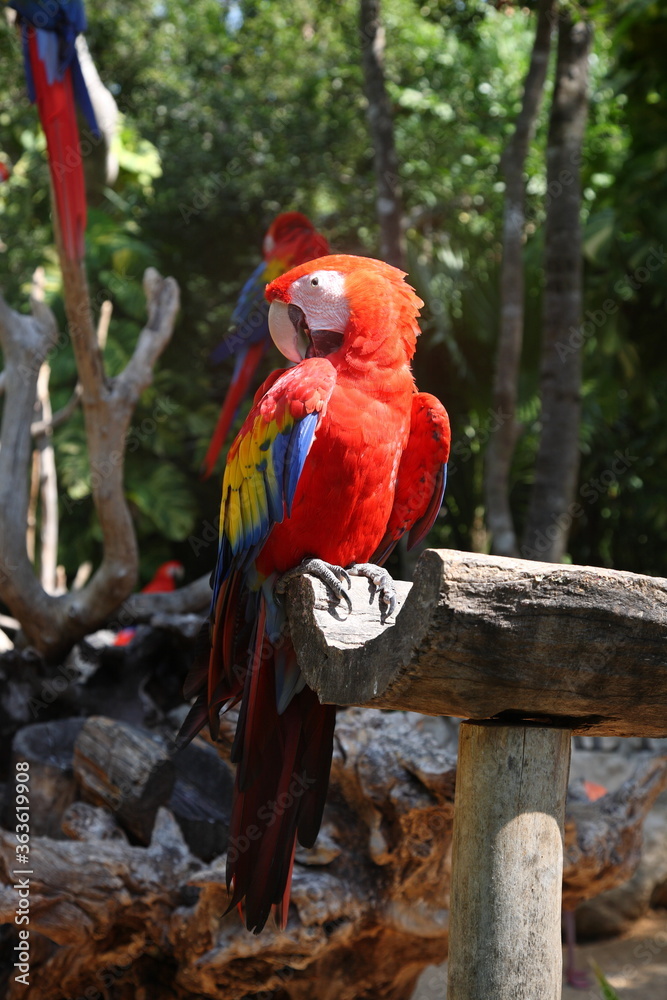 Obraz premium A portrait of a beautiful Scarlet Macaw standing on trunk at nature park Xcaret in playa del carmen Mexico