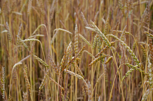 Wheat field. Natural food production. Background image resource.