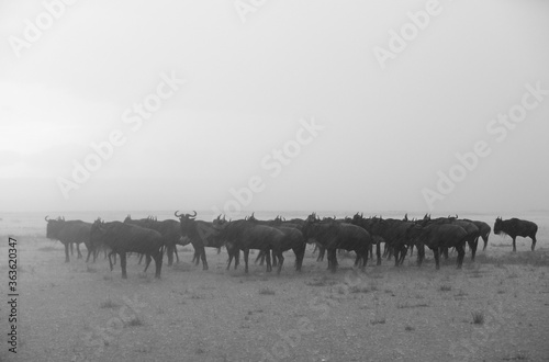 Wildebeests in heavy rain, Masai Mara © Dr Ajay Kumar Singh
