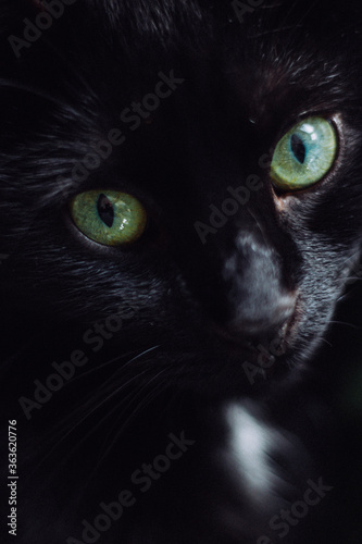 Katze Augen