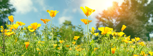 Yellow Eschscholzia flowers on summer meadow. blossom garden, sunny nature background. California golden poppy. banner.