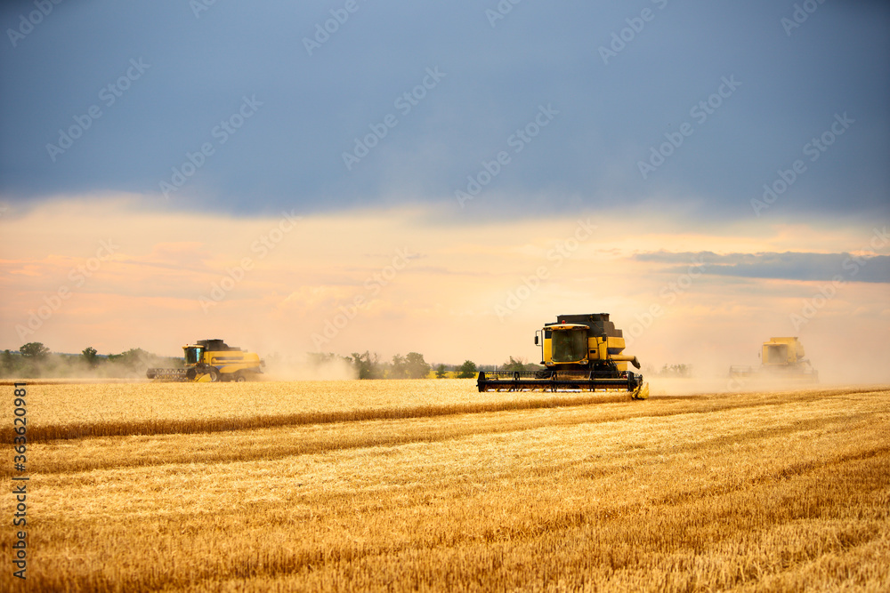 Fototapeta premium Combine harvesters working in wheat field with cloudy moody sky. Harvesting machine driver cutting crop in a farmland. Agriculture theme, harvesting season.