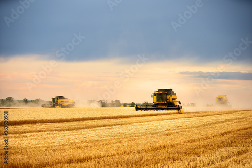 Combine harvesters working in wheat field with cloudy moody sky. Harvesting machine driver cutting crop in a farmland. Agriculture theme, harvesting season.