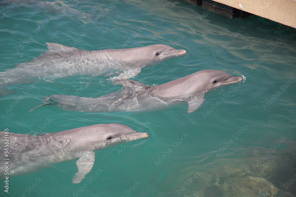 Obraz premium A portrait of three beautiful Dolphins swimming in water at nature park Xcaret in playa del carmen Mexico