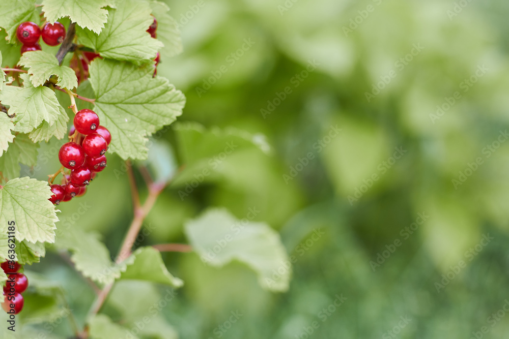 Bunch of garden ripe red currant with copy space Bunch of garden ripe red currant with copy space