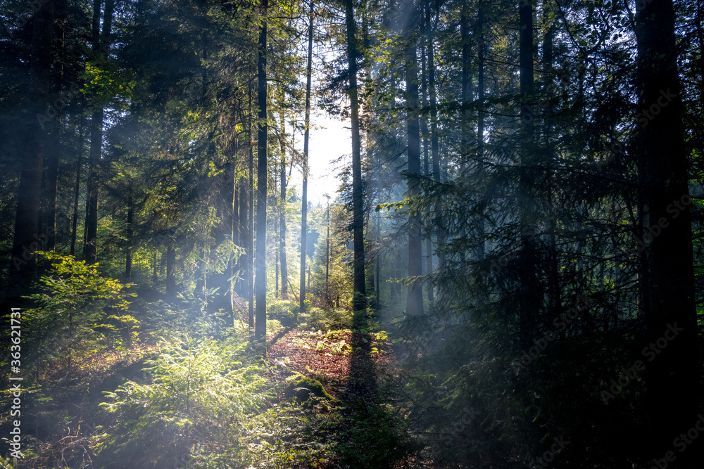 Fototapeta premium Sonnenstralen im Wald