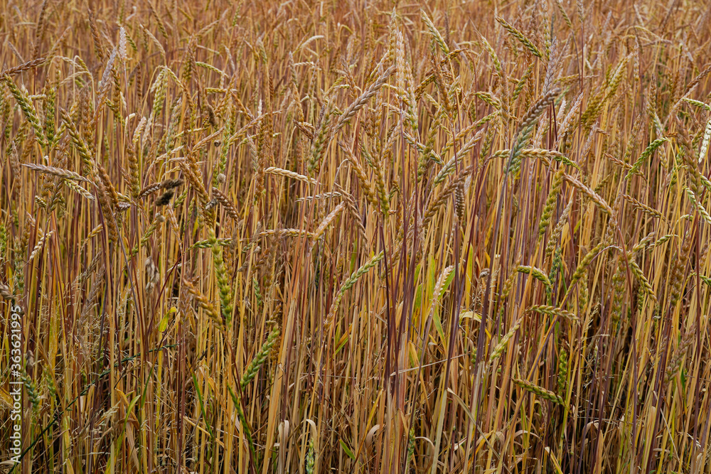 Wheat field. Natural food production. Background image resource. Wheat field. Natural food production. Background image resource.