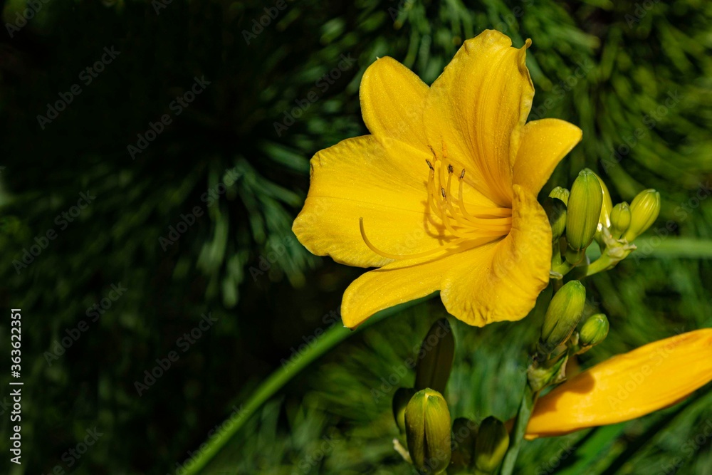 Hemerocallis hybrida Stella de Oro. Close-up. Bright yellow-orange daylily Hemerocallis hybrida Stella de Oro on blurry green background of evergreens. Selective focus. There is place for text. Hemerocallis hybrida Stella de Oro. Close-up. Bright yellow-orange daylily Hemerocallis hybrida Stella de Oro on blurry green background of evergreens. Selective focus. There is place for text.