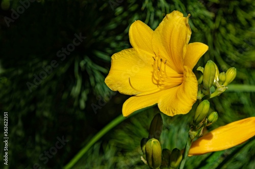 Hemerocallis hybrida Stella de Oro. Close-up. Bright yellow-orange daylily Hemerocallis hybrida Stella de Oro on blurry green background of evergreens. Selective focus. There is place for text.