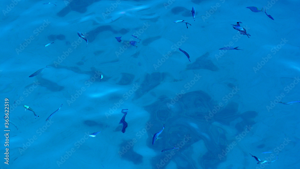 Obraz premium Fish in shallow water