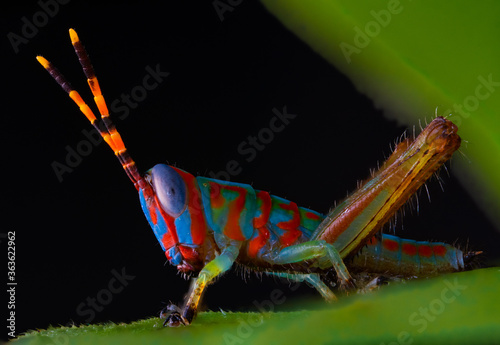 striped grasshopper © prasanth
