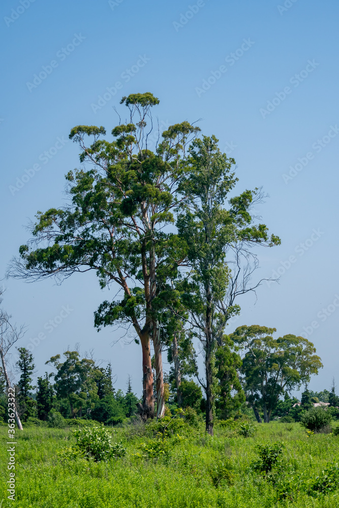 large eucalyptus tree in a deserted place