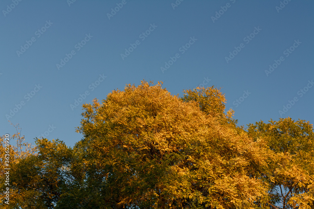 Top of tree with beautiful golden foliage on blue ske at sunny autumn day.