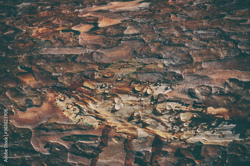 Wood Background. Embossed texture of the bark. As the stones of amber splashed resin over the bark of the wood. 