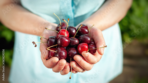 Hands holding freshly picked sweet cherries. Seasonal fruits for strong immunity.