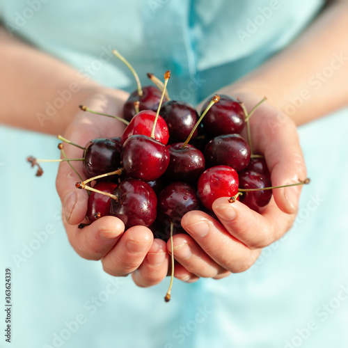 Two hands holding bunch of fresh cherries,fresh cherry in woman hands.  cherry harvest.