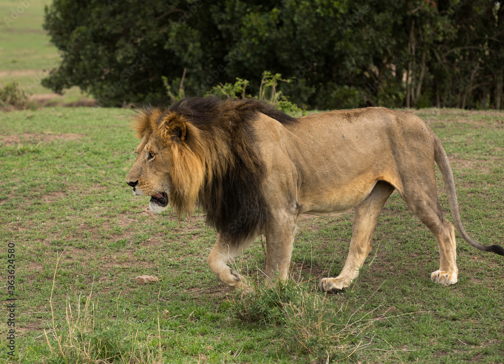 A portrait of a lion at Masai Mara, Kenya A portrait of a lion at Masai Mara, Kenya