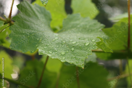 Raindrops on a green Vine leaf in the vineyard. Close-up of vineyard after rain 
