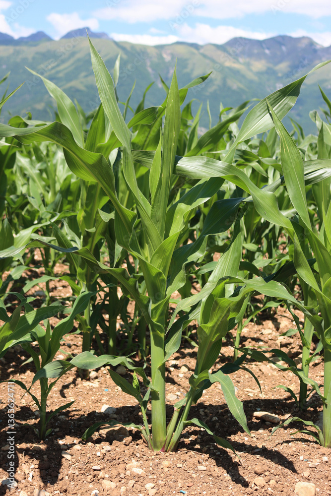 Green corn plants growing in the field on a sunny summer day with blue sky. Agricutlural field landscape Green corn plants growing in the field on a sunny summer day with blue sky. Agricutlural field landscape