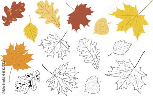 Vector illustration, set of bright realistic autumn leaves and silhouette. Maple, Linden, oak and poplar leaves.