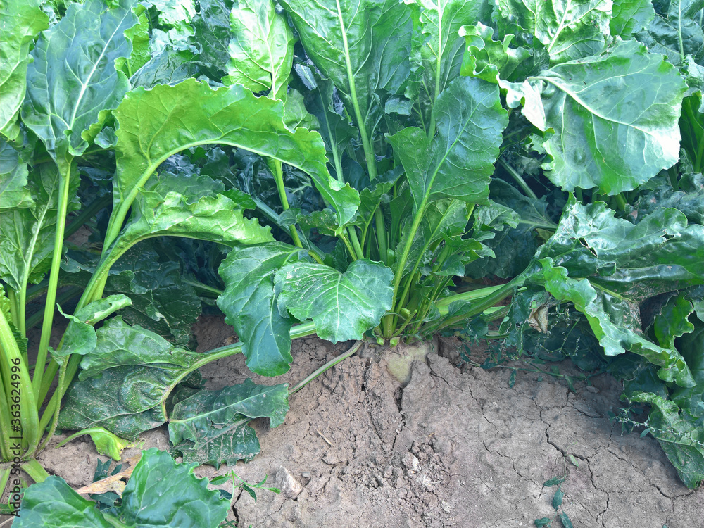 Sugar beet in the field before harvest Sugar beet in the field before harvest
