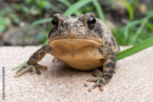 Up close macro photo of  a wild Florida southern toad. Photo taken in Jacksonville Florida. 