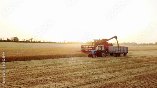 Aerial drone view. Overloading grain from combine harvesters into grain truck in field. Harvester unloder pouring harvested wheat into a box body. Farmers at work. Agriculture, harvesting season.