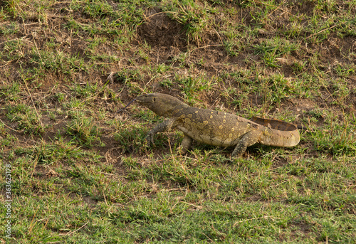 Monitor Lizard moving on the grass at Masai Mara, Kenya © Dr Ajay Kumar Singh
