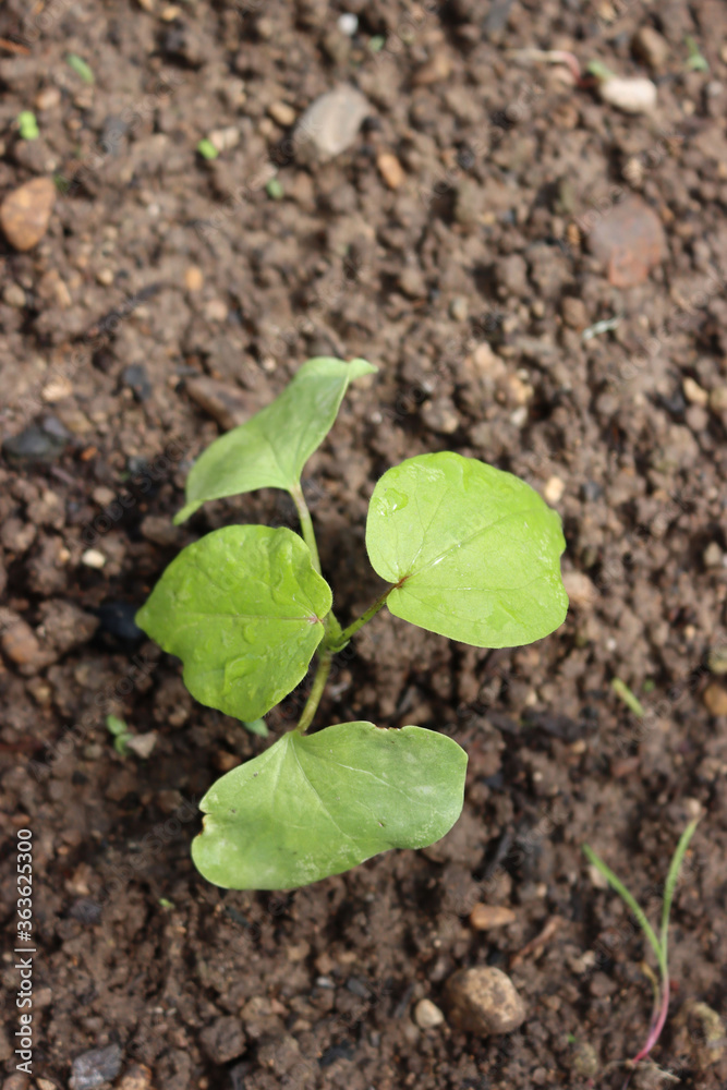 Cotton plant with fresh new green leaves growing in th field. Gossypium
Cotton plant with fresh new green leaves growing in th field. Gossypium