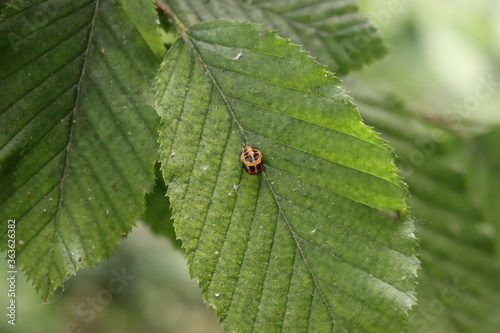Harlequin ladybird on green leaf. Black and red Ladybug larvae on common hornbeam leaves 