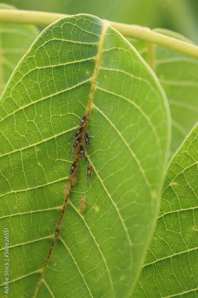 Harlequin ladybugs on green leaf. Many Ladybug larvae on Walnut leaves
Harlequin ladybugs on green leaf. Many Ladybug larvae on Walnut leaves