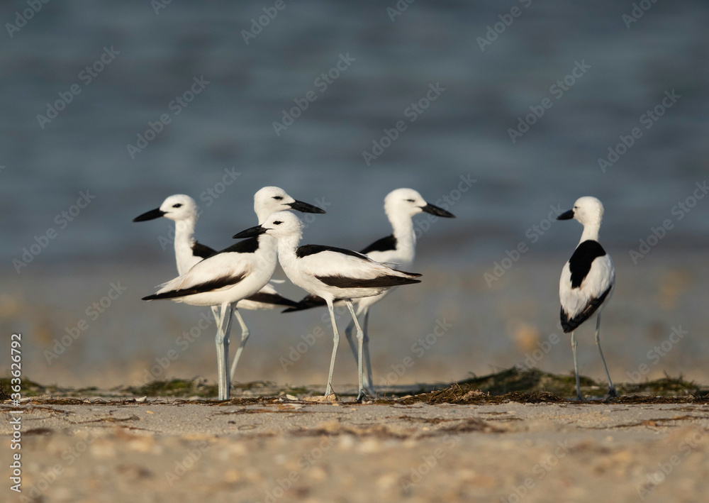Beautiful Crab plovers at Busaiteen coast, Bahrain Beautiful Crab plovers at Busaiteen coast, Bahrain