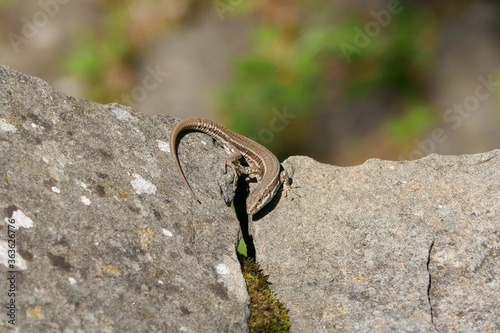 lizard on a stone wall with some lichen