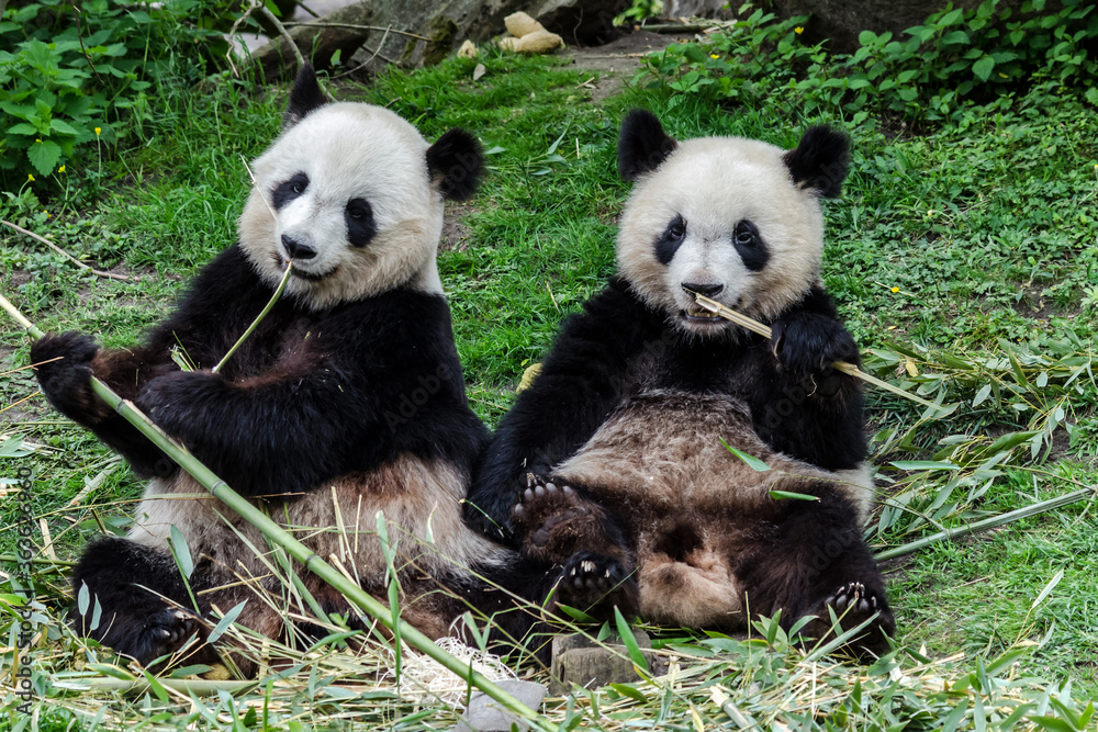 Fototapeta premium the meal