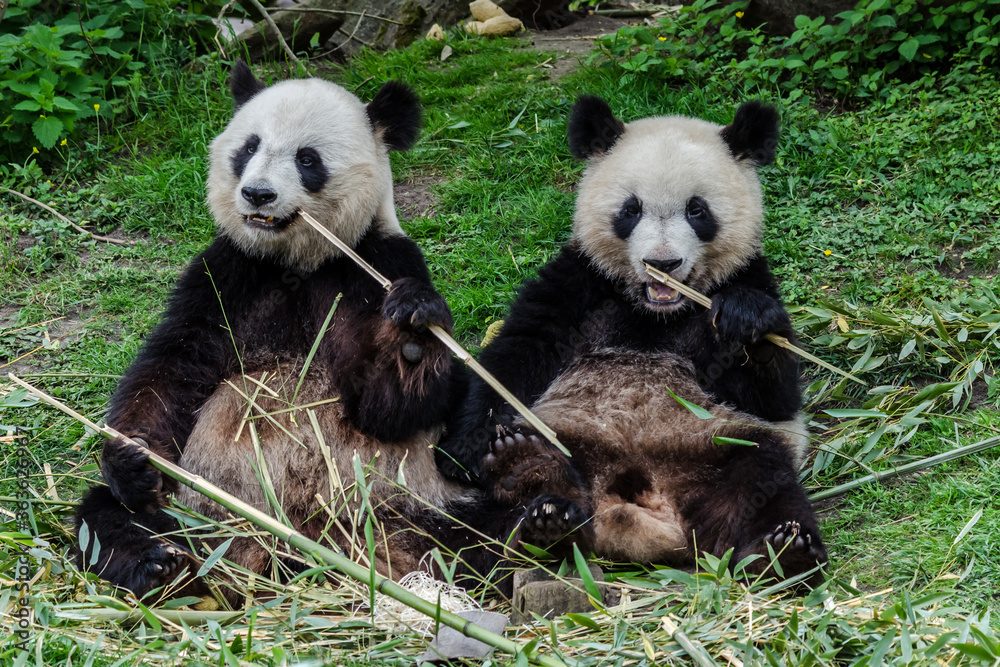 Obraz premium the meal