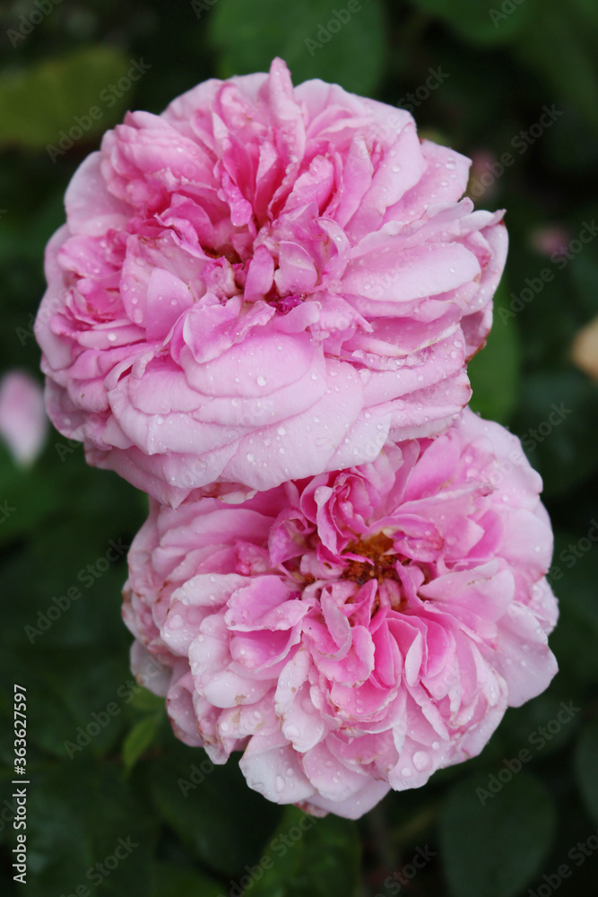 Beautiful pink English roses covered by raindrops in the garden