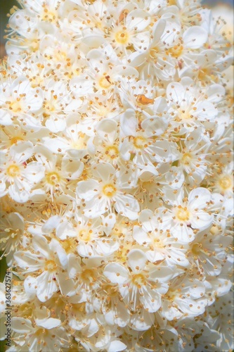 close up of small white flowers