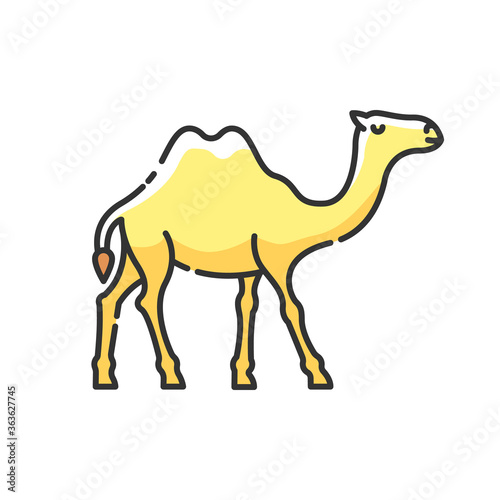 Camel RGB color icon. Arabian domesticated animal  tropical climate fauna. Exotic wildlife  wilderness inhabitant. Two humped camel isolated vector illustration