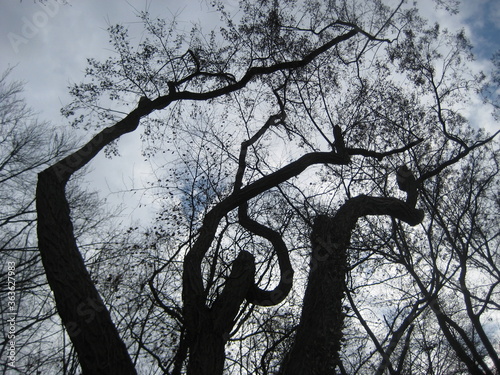 Drei Baum Silhouetten auf dem blauen, mit weißen Wolken bedeckten Himmel. Die Äste des Baumes in der Mitte lassen ein umgekehrten Herz entstehen. photo