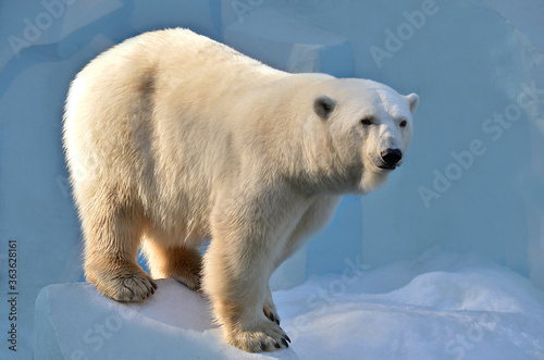 polar bear on the ice © elizalebedewa