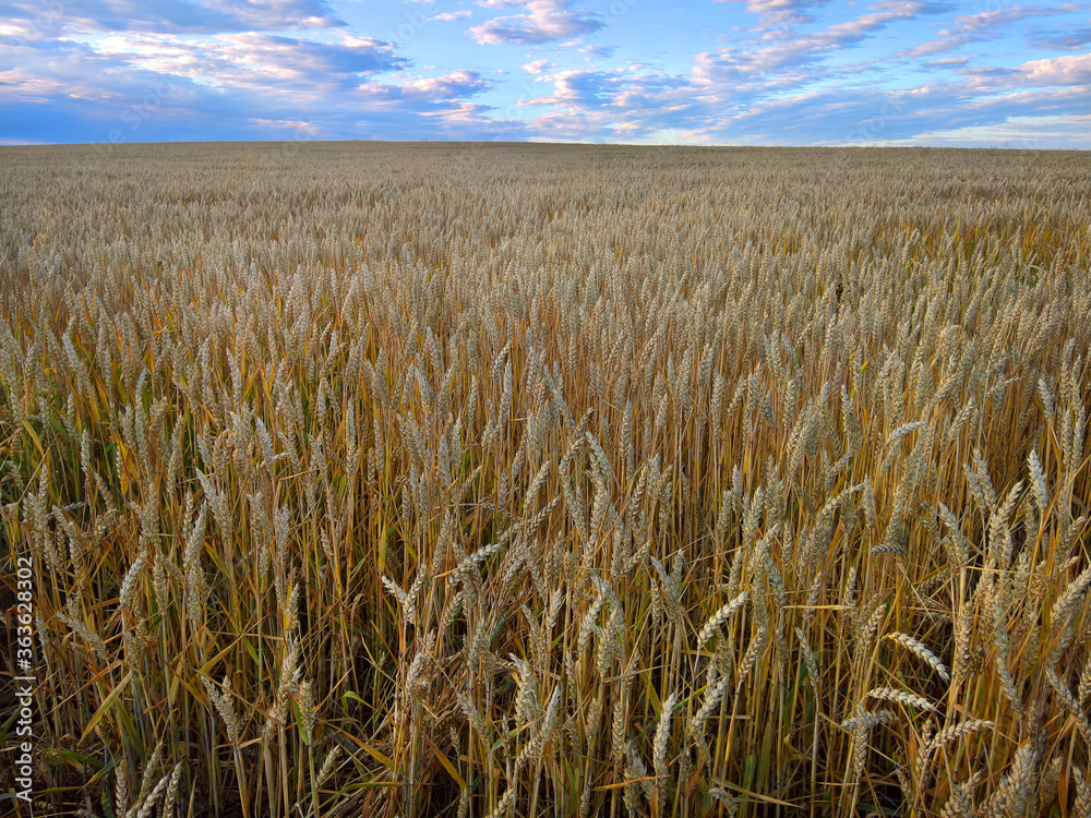 Fototapeta premium Ripe wheat with a blue sky in the summer