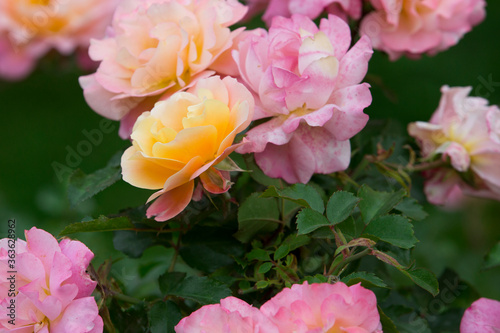Yellow and pink roses in the garden. 