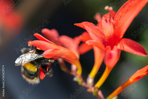 White tailed bumblebee, Bombus Lucorum with her head inside  Crocosmia Lucifer flowers. photo