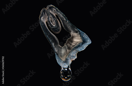 Foto Molar tooth with drop water
