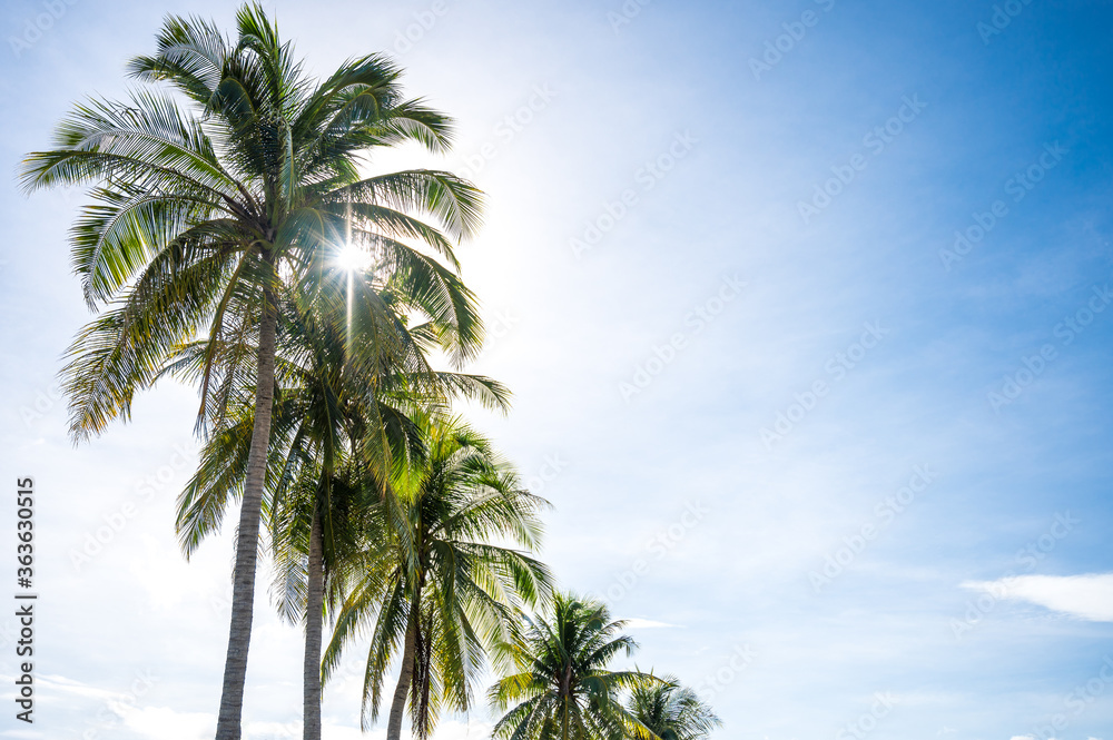 Fototapeta premium Coconut trees on blue sky with sunshine