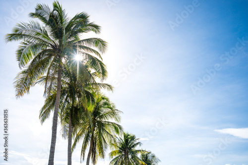 Coconut trees on blue sky with sunshine