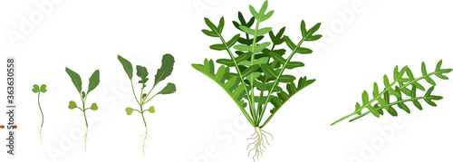 Life cycle of garden rocket plant isolated on white background. Stages of growth of arugula: from seed to harvesting