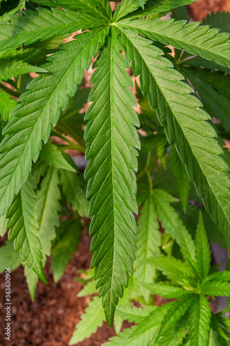Cannabis plant leaves, marijuana on a farm for medicinal use CBD